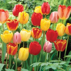 Tulip Princess Irene, 6-Pack   564734083
